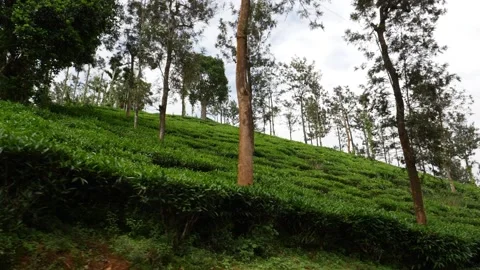 Shot of tea fields in India, Trees in Indian fields Stock Footage 156965993