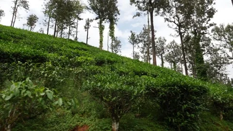 Shot of tea fields in India, Trees in Indian fields Stock Footage 156966360
