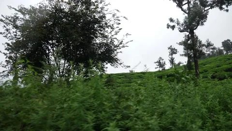 Shot of tea fields on slope of hills Vídeo Stock 156968259