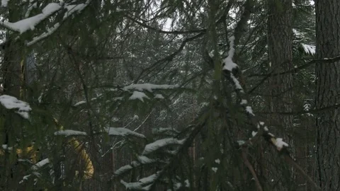Shot through the branches harvester in a forest cutting tree on pieces Stock Footage 69968489