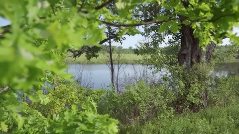A shot through the branches of an oak tree on a river bank. Stock Footage 119066631