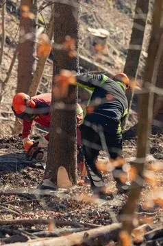 Shot through branches two forestry workers cutting down a tree using chainsaw Foto stock
