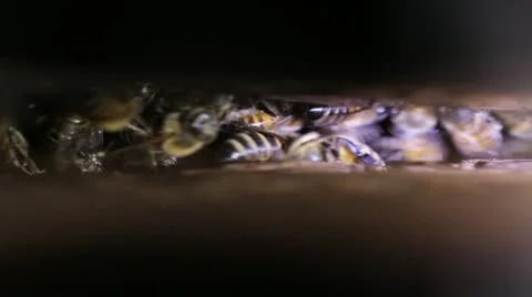 Shot through a crack in a log of a bee swarm Stock Footage 21917919