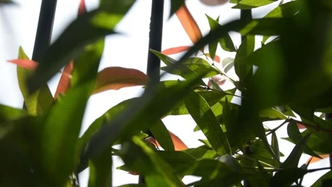 Shot Through Green and Red Leaves Stock Footage 153822906