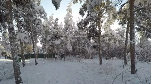 Shot through snowy forest trees in the winter Video stock 62273715