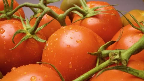 Shot of tomatoes captured with a sliding motion. Stock Footage 313802772