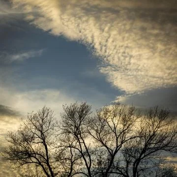 Shot of tops of leafless trees under fluffy white clouds Stock Photos