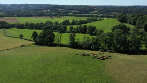 Shot towards a group of cows eating in a field Stock Footage 144657164