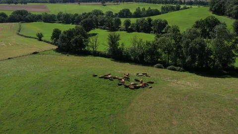 Shot towards a group of cows eating in a field 2 Stock Footage 144657228