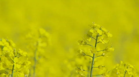 Shot transition rape close 002 Stock Footage 115854