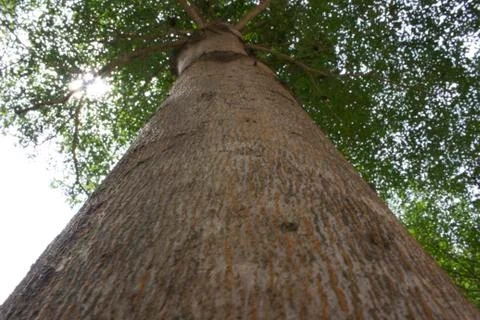 Shot of tree bark showing the trees canopy Stock Photos