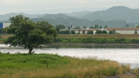 Shot of a tree close to Sendai River in Tottori, Japan, close Stock-Footage 92185263