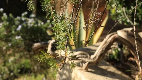 Shot of a Tree in Front yard with focus on brances. Stock Footage 85676431