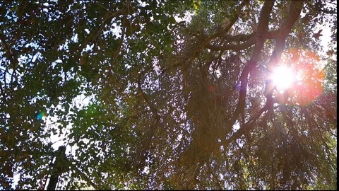 Shot of Tree from left to right with Sun gazing over the lens. Stock Footage 85492177
