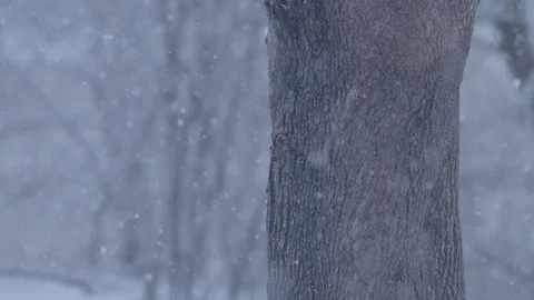Shot of tree with snow falling in slow motion in foreground and background, crea Stock Footage 86570854