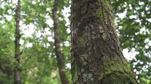 Shot of a tree trunk and vegetation blowing with the breeze in the background Stock Footage 161026886