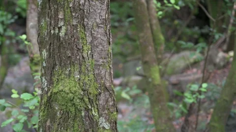 Shot of a tree trunk and vegetation blowing with the breeze in the background Stock Footage 161027091