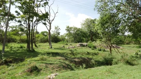 Shot of trees and grass, Outside view of forest Stock Footage 156970672