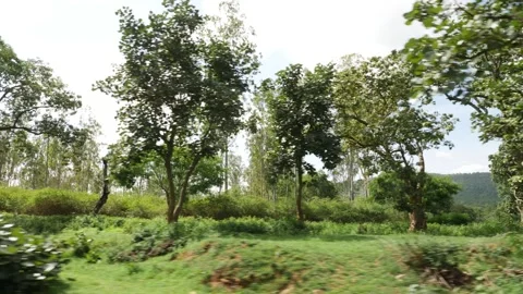 Shot of trees and grass, Outside view of forest Stock-Footage 156971016