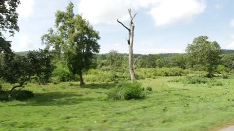 Shot of trees and grass, Outside view of forest Vídeo Stock 156971114
