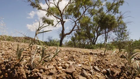A shot of trees and rocks Stock Footage 91674408
