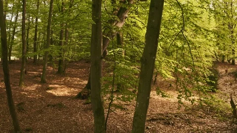 Shot of Trees in the Forest with Large Roots Stock Footage 115448278