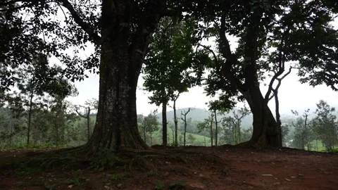 Shot of trees with mountains in the background 動画素材 156965672