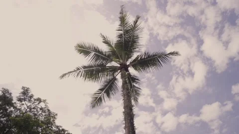 A shot of a tropical coconut palm tree Video stock 329955733