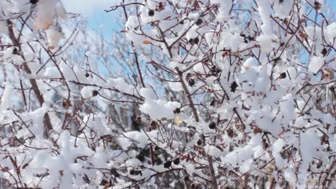 A shot of twigs covered with ice Stock Footage 221235849