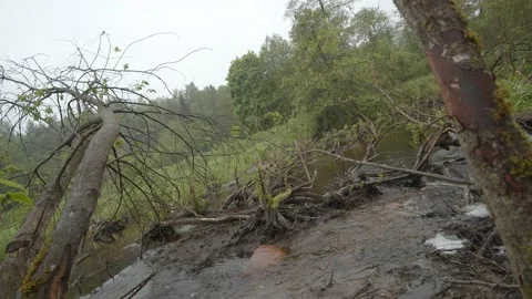 Shot with twisting from the steadicam of a beaver dam on a forest background Stock Footage 132506254