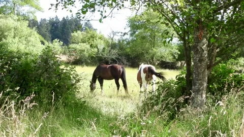 Shot of two beautiful horses Stock Footage 202619081