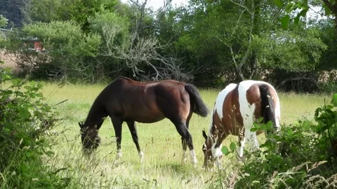 Shot of two beautiful horses grazing together in the field Stock Footage 202619082