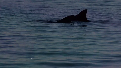 A shot of two dolphin flukes Stock Footage 88454002