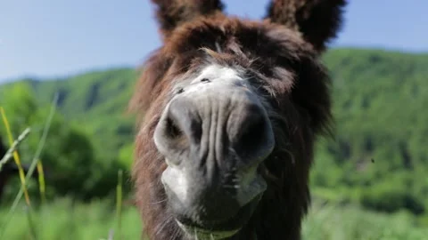 Shot of two donkeys in a meadow Video stock 131305859