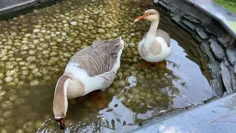 A Shot of Two Ducks at a Pond in Pahalgam, Kashmir, India Stock Footage 224055648