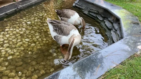 A Shot of Two Ducks at a Pond in Pahalgam, Kashmir, India Stock Footage 224055726