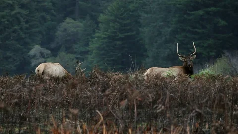 Shot of two elk grazing Stock Footage 79586437