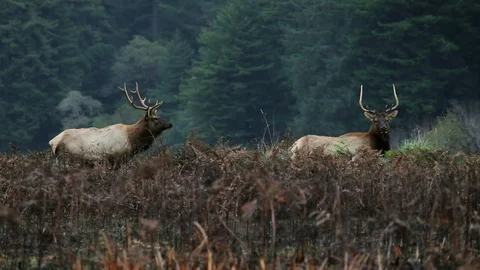 Shot of two Elk grazing in the wild Stock Footage 79587718