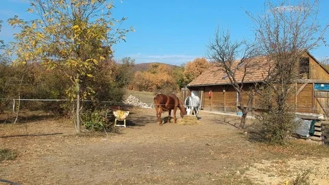 A shot of two horse Stock Footage 99007386