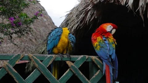A shot of two macaws Stock Footage 103043437