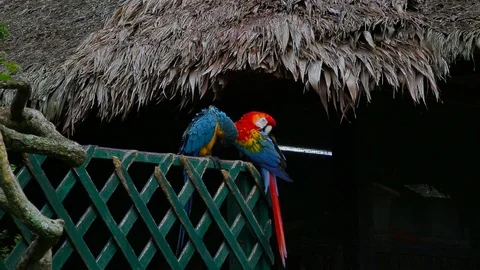 A shot of two macaws Stock Footage 103044943