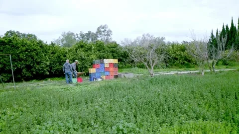 Shot of two men stacking boxes full of oranges on each other in the field. Stock Footage 270370687