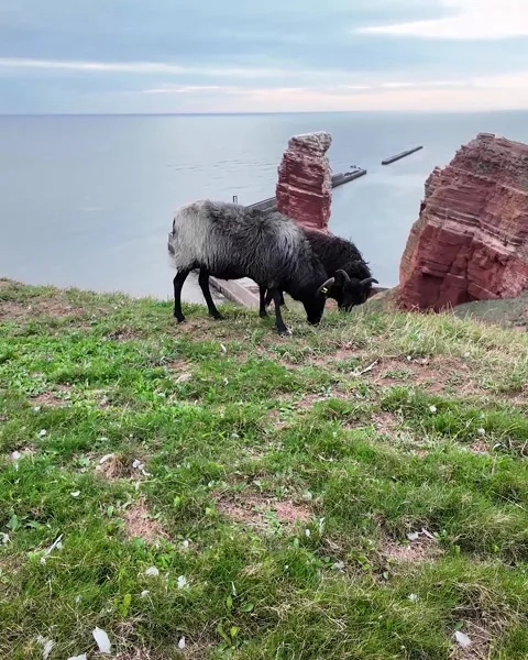 Shot of two sheep grazing on cliffs of Helgoland. Stock Footage 317310846