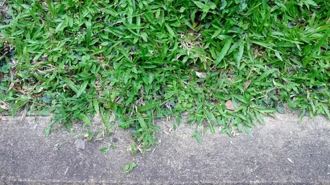 Shot Video UHD, Camera move over grass  Stock Footage 91074613