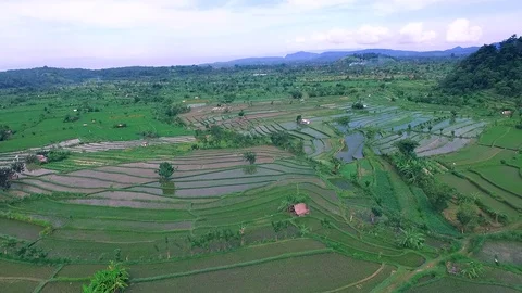 Shot, view, flight from the drone on the beautiful, green terraces, rice fields. Stock Footage