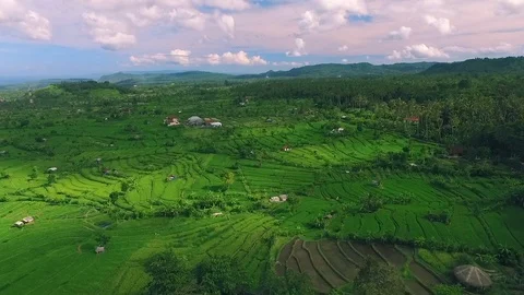 Shot, view, flight from the drone on the terraces, rice fields. Bali, Indonesia. Video stock 92184908