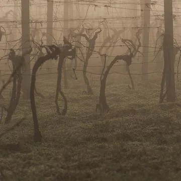 Shot of a vineyard in early spring Stock Photos