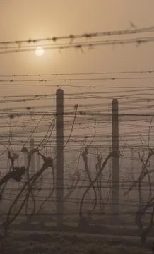 Shot of a vineyard in early spring Foto stock