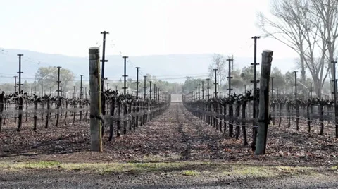 Shot of vineyard in winter Stock Footage 36807798
