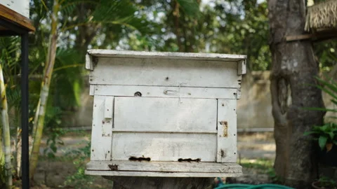 Shot walking away from a box where the bees create honey Video stock 246594948